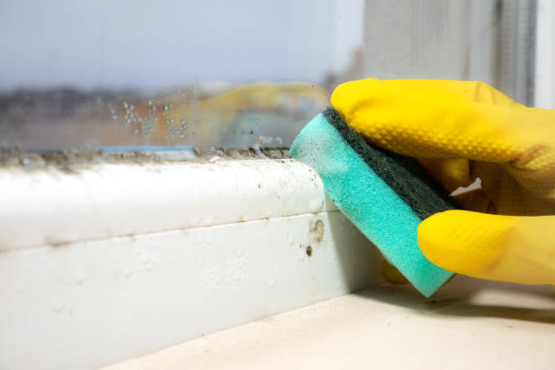 Reliable Noank, CT Mold Remediation Solutions