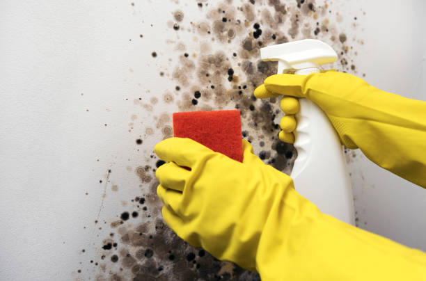 Best Black Mold Remediation in Noank, CT